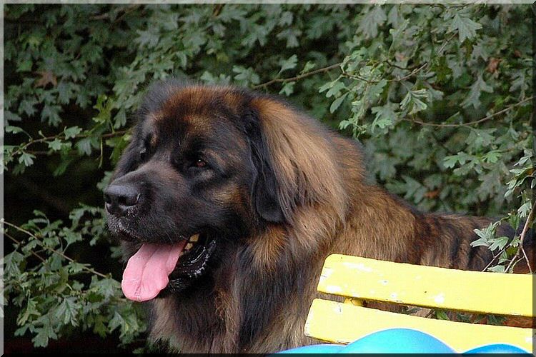 leonberger 038.jpg